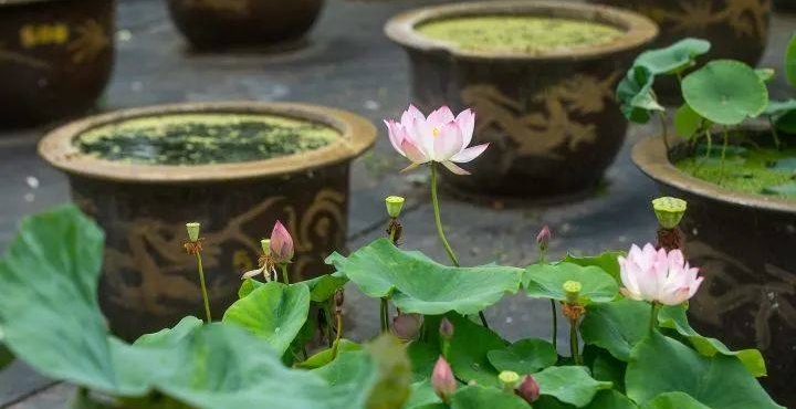 睡莲种苗种植价格多少