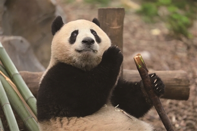 大家好！我们是“春生”和“香果” 欢迎来杭州动物园与我们见面
