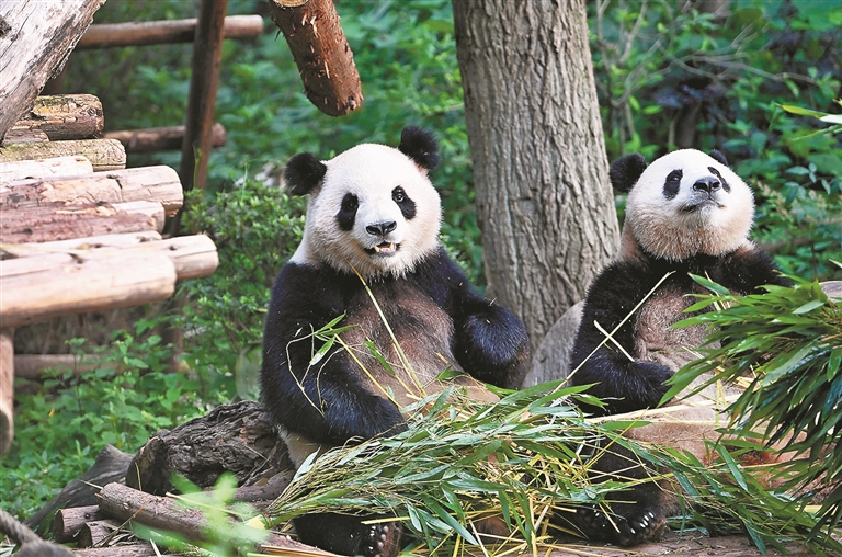 想近距离瞧瞧憨态可掬的“春生”“香果”吗 杭州动物园大熊猫馆今起开馆迎客