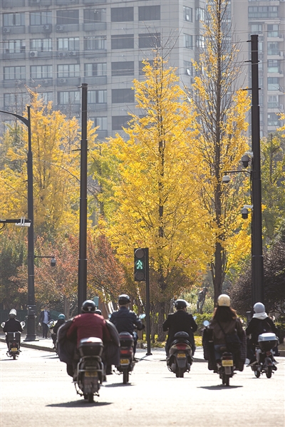 杭州满城都是金灿灿的小扇子！从来银杏不负秋 这种美丽的叶子，你真的了解吗？