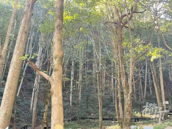“十克金难换一克木”的楠木，在杭州有一个亚洲最大的群落，封禁60年后终于对外开放