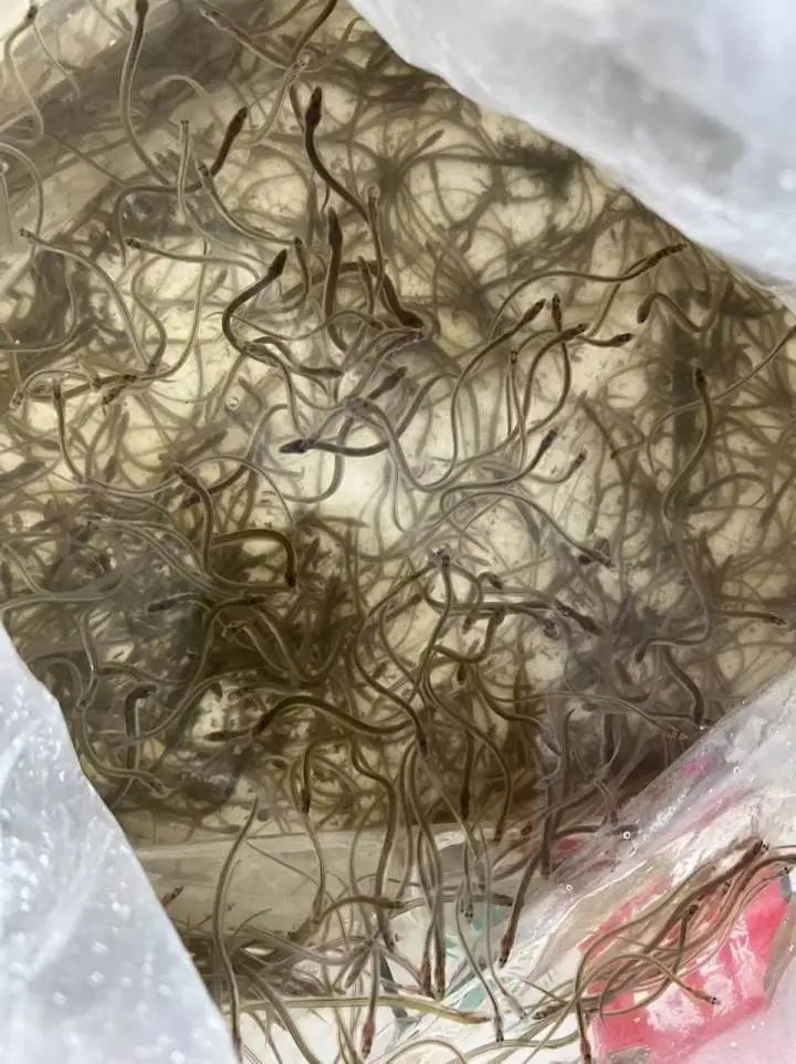 鳗苗 3c01600a22ae45e4c34f6515a38e55c.jpg