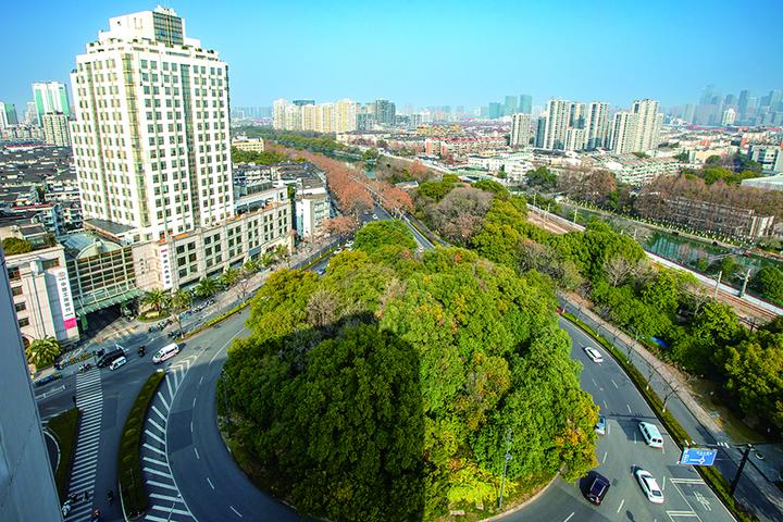 解放路与环城东路交叉口环岛,还保留着金衙庄留下来的古樟树群。