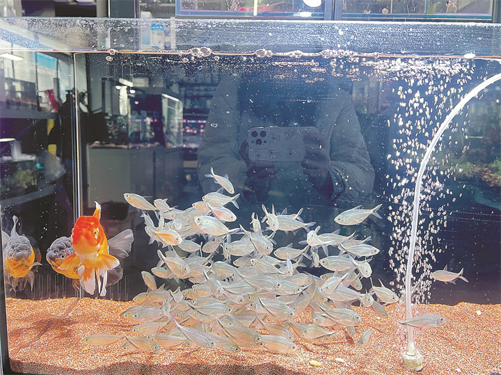 花鸟城内,观赏鱼品种丰富多样。