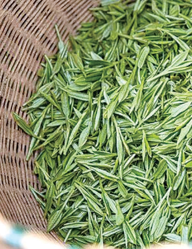 龙井茶 资料照片 记者 陈中秋 摄