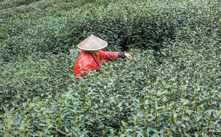 昨天上午,双峰村茶农在采摘西湖龙井。 记者 陈中秋 摄
