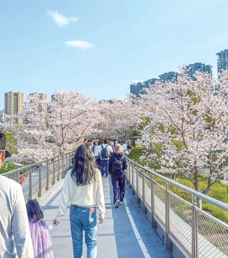 拱墅运河体育公园樱花桥 记者 黄捷 摄