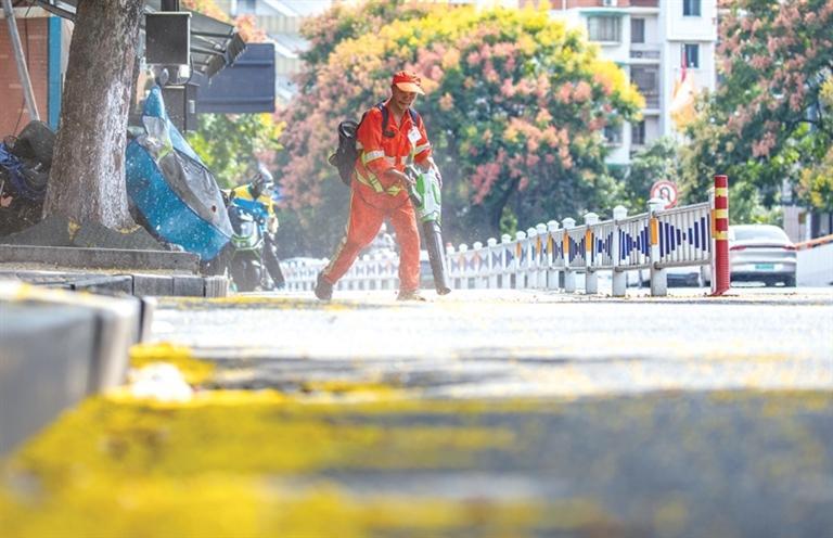 凯旋路,环卫工石忠福在清扫道路上的黄山栾花。