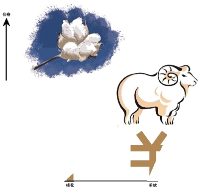 传说中的“海岛棉” 售价贵过羊绒