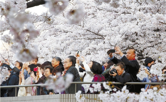 每年三、四月份是日本的赏樱季，浪漫樱花吸引着大批中国游客。 