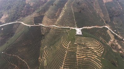 大杭州第一锅春茶就在富阳拔山