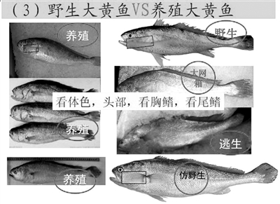 专家提供的野生大黄鱼VS养殖大黄鱼