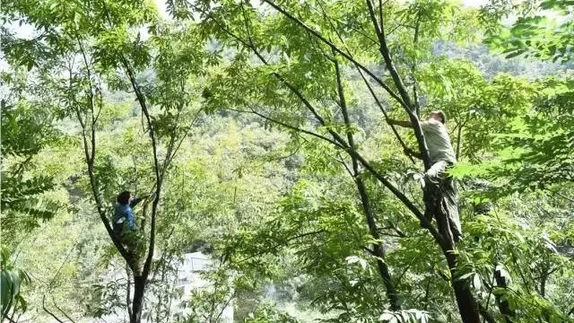 这种杭州产的网红零食收获季来了 吃货们赶紧行动！