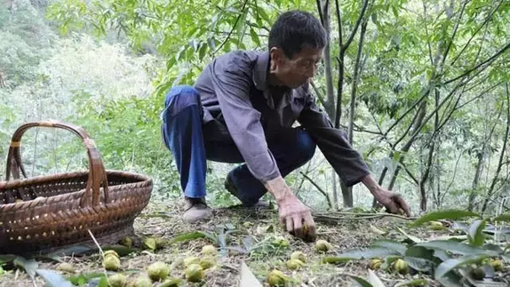 这种杭州产的网红零食收获季来了 吃货们赶紧行动！