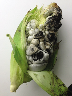 玉米种植谨防黑穗病瘤黑粉病