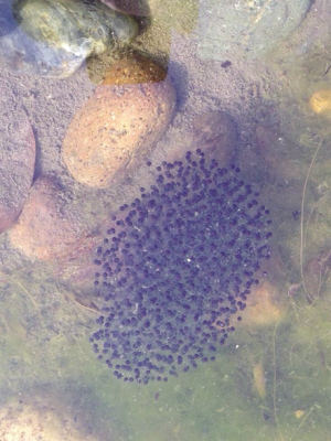 蛤蟆产卵？以往一般要二三月