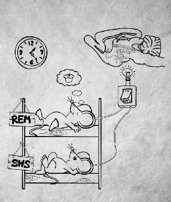 小鼠睡眠实验原理漫画。 