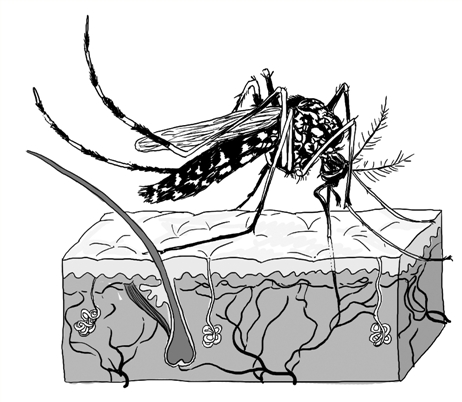 杭州人说的花蚊子最毒 专家教您几招防蚊招数
