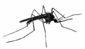 又到蚊子偷袭季 你家宝宝如何驱蚊