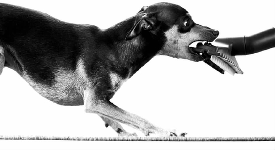 去年杭州10万多人被狗咬伤 6—9月是狗咬人、狗咬狗高峰