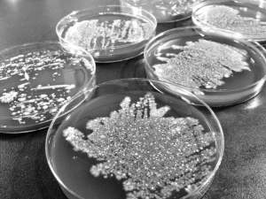 日本人真不吃三文鱼刺身？芥末 食醋 白酒 蒜泥 生姜谁真能杀菌？