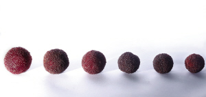 新鲜杨梅别放冰箱 吃前用淡盐水泡10分钟