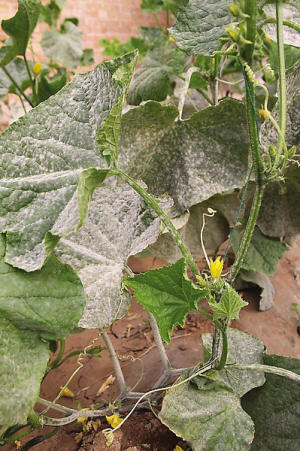 ""我的黄瓜,丝瓜都得了白粉病,烟粉虱,跳甲这些害虫也多起来了.