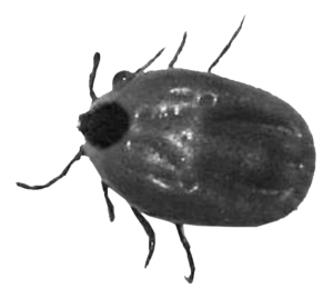 山核桃大小的蜱虫“寄居”在大腿上 被拔出来的时候还钳着一块肉