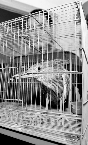 这只鸟大概一斤多重吧,灰色的,身上一个白点一个白点的,嘴特别长.