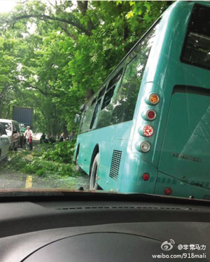 公交车撞大树