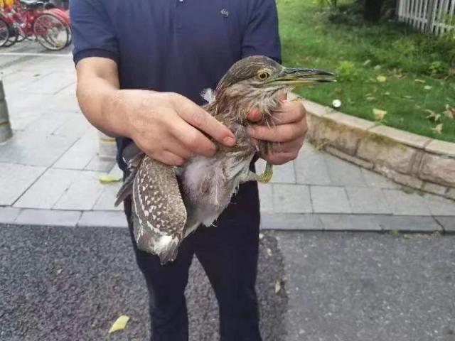 ​杭州男子在运河边发现奇怪的大鸟，被鱼钩刺中！惊动了警察……原来是它！