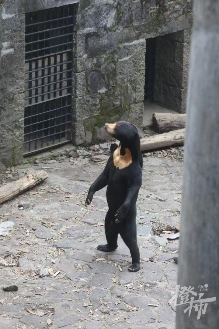 pg娱乐电子游戏官网APP下载|杭州动物园一只熊站起来了火上热搜 有网友质疑是人