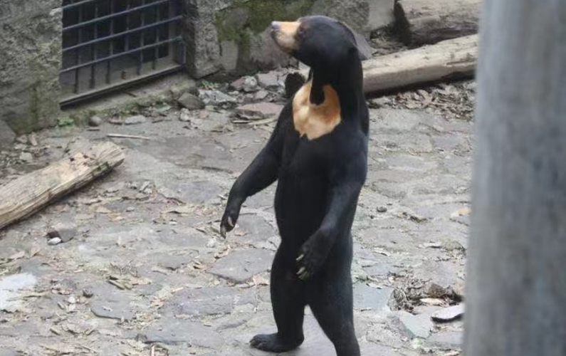 杭州动物园一只熊站起来了火上热搜 有网友质疑是人扮演的