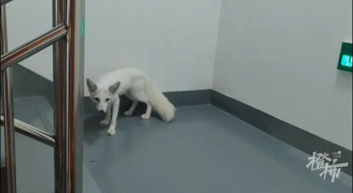 杭州一小区出现白狐，被抓后吃了一只鸡腿，从哪里来还是个谜