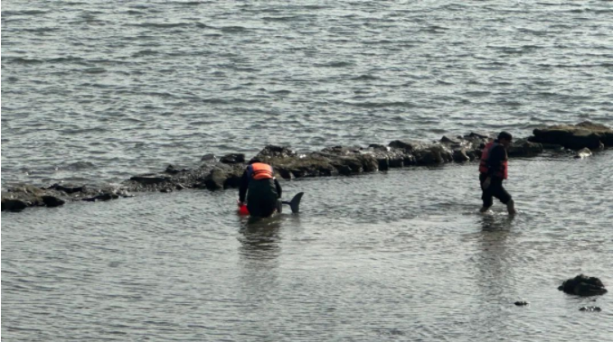 钱塘江边有江豚搁浅！救援人员称，江豚有受伤，背上还扎着鱼钩……