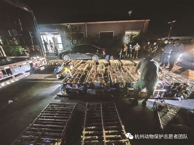 杭州警方拦截一辆货车 车上装着900多只猫和17条狗