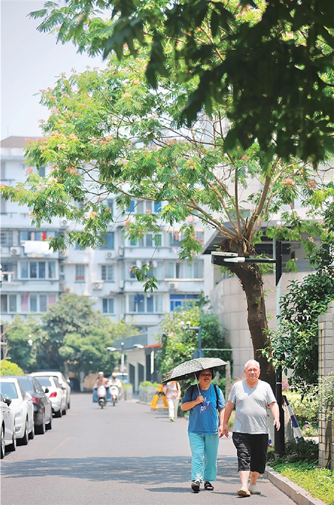 树园小区合欢花开了 记者 江玥 摄