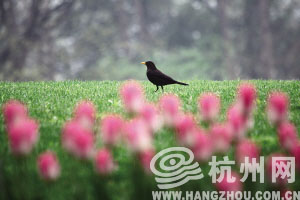 太子湾，鸟儿在郁金香花丛中散步。