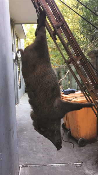 倒挂在梯子上的野猪