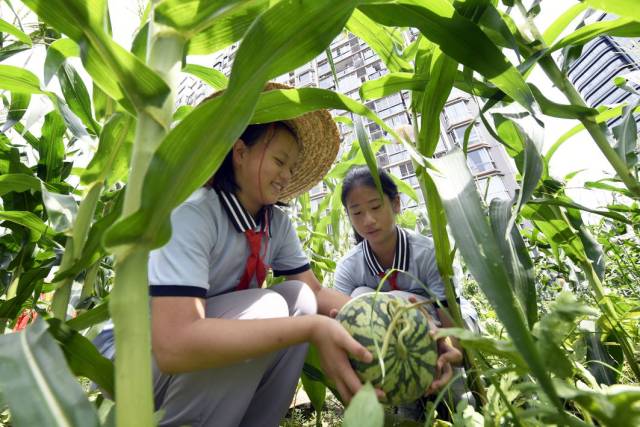 收获果实分享喜悦