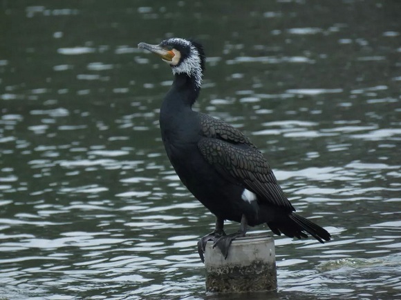 鸬鹚,西湖鸬鹚,普通鸬鹚,鸟类保护,越冬候鸟