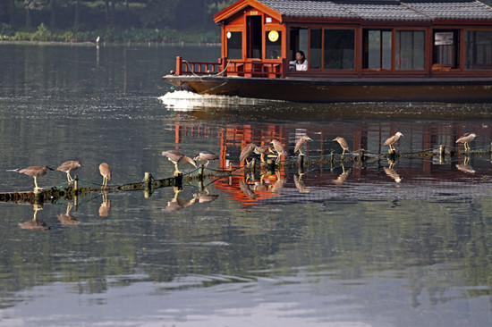 西湖黑水鸡,鸳鸯,杭州秋沙鸭,鸬鹚,银鸥