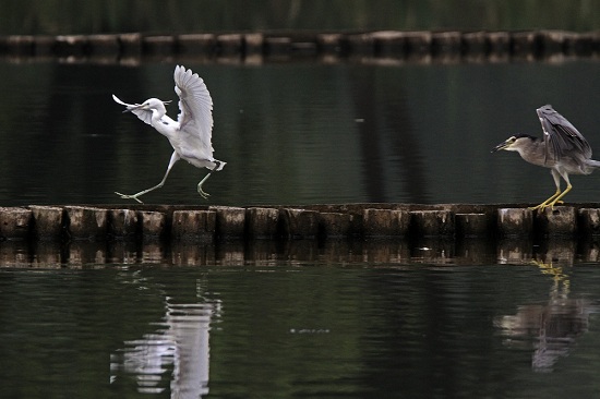 西湖黑水鸡,鸳鸯,杭州秋沙鸭,鸬鹚,银鸥