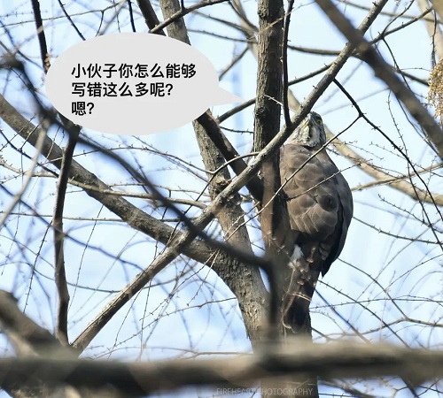 观鸟,观鸟攻略,冬季观鸟,杭州观鸟,观鸟地