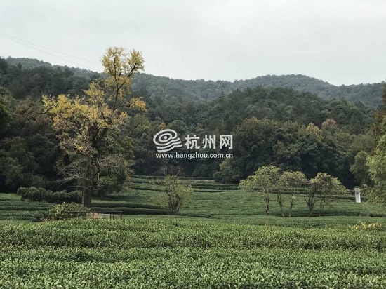 西湖龙井茶,龙井西湖,杭州龙井,龙井茶,茶园景观