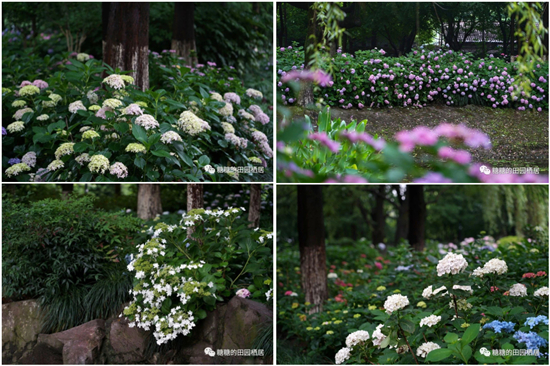 绣球花,杭州公园,杭州花草,绣球花品种,绣球花种植