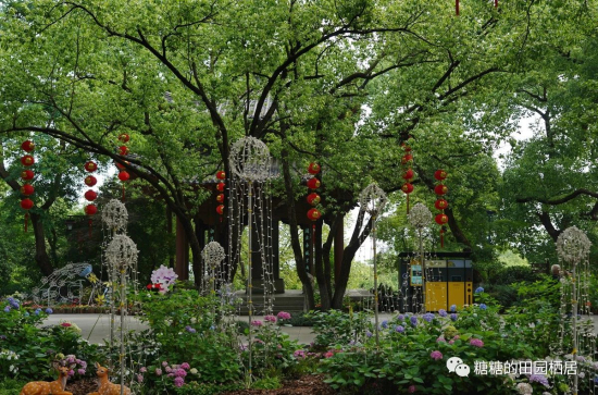 绣球花,杭州公园,杭州花草,绣球花品种,绣球花种植