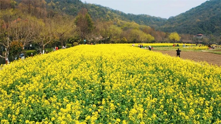 油菜花,杭州八卦田,八卦田,杭州旅游,八卦田景色