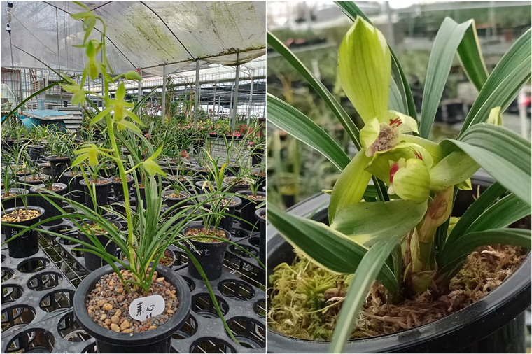 兰花,屈原,富阳兰花,爱国兰花,上官乡