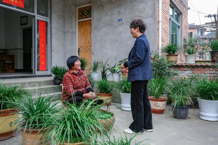 兰花,屈原,富阳兰花,爱国兰花,上官乡